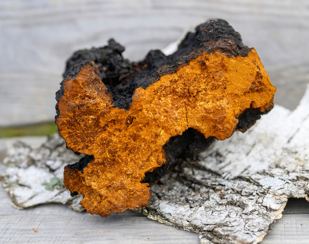 Wild Harvested Chaga Mushroom