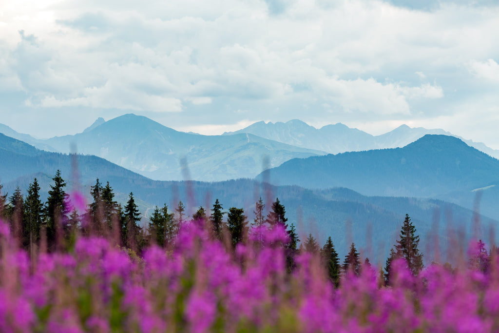 Wild-Harvested Canadian Fireweed Tea